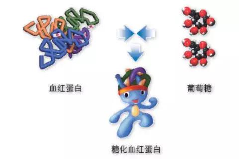 紅細胞壽命測定有助于血糖監(jiān)控效果的精準評估